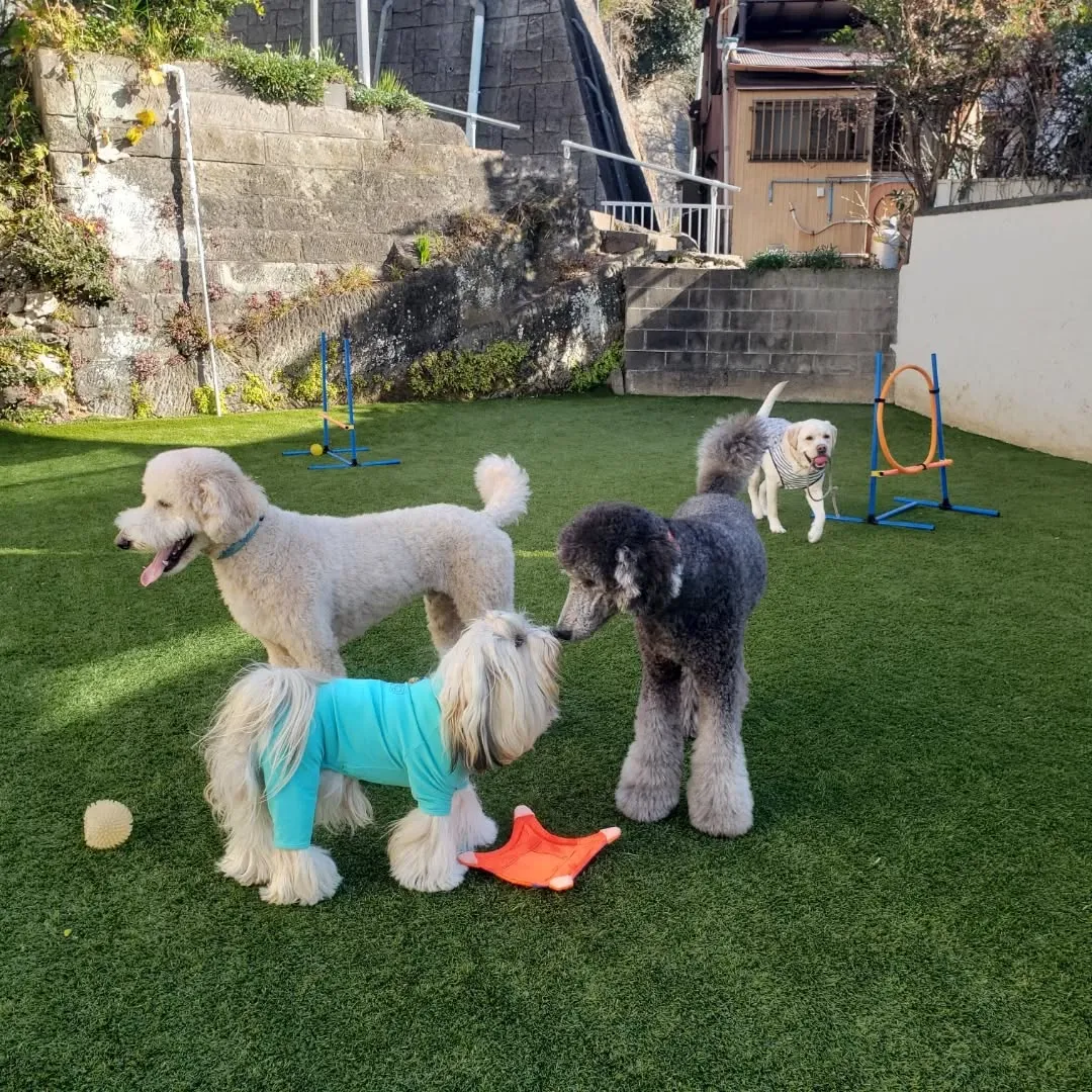 お散歩へ行った後ランで遊ぶわんこさん♥️