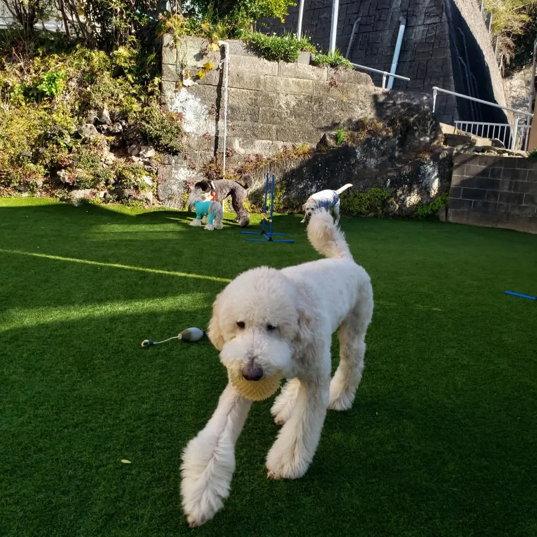 お散歩へ行った後ランで遊ぶわんこさん♥️