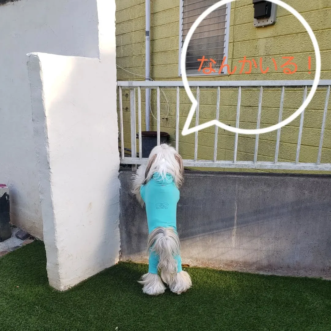 かあちゃん、猫いたよ～💓