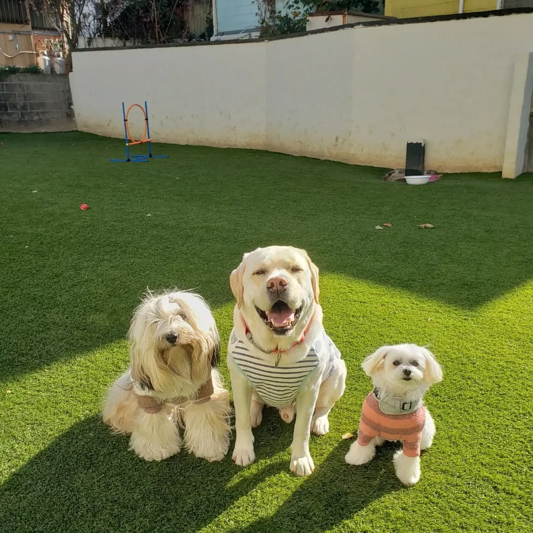 今日からホームステイにきてくれたマルチーズのシロ君💓