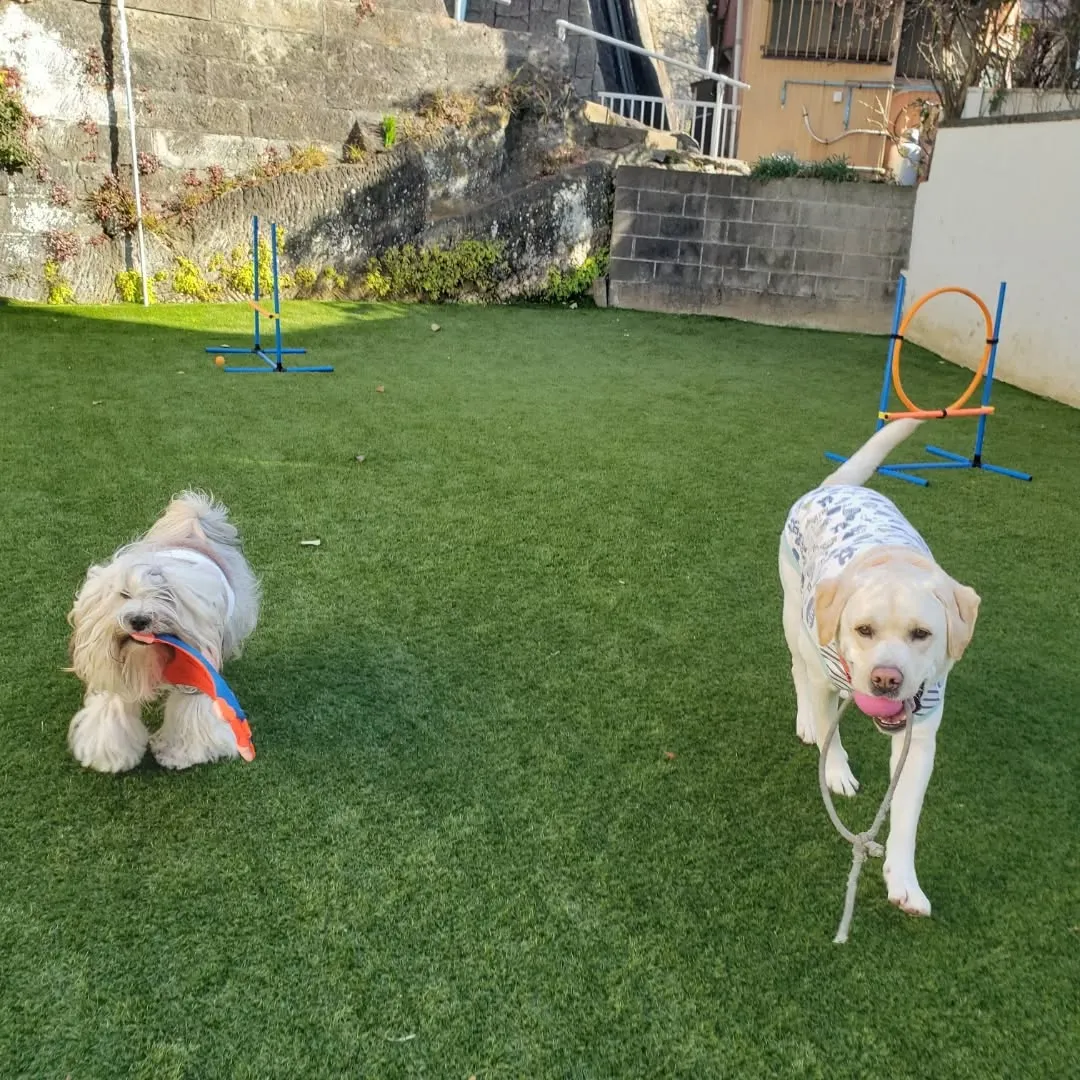 今日からホームステイにきてくれたマルチーズのシロ君💓