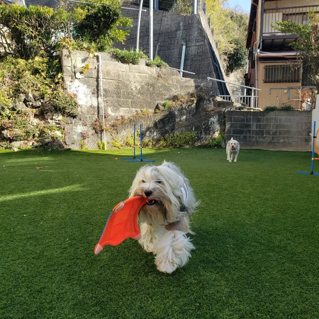 今日からホームステイにきてくれたマルチーズのシロ君💓