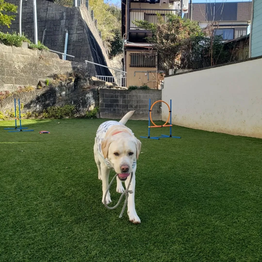 今日からホームステイにきてくれたマルチーズのシロ君💓