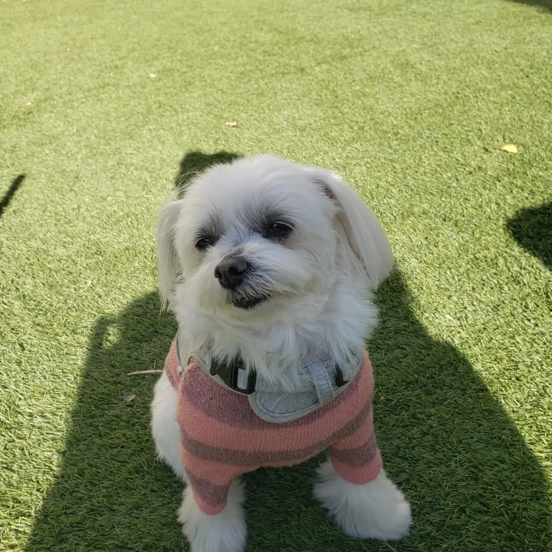 今日からホームステイにきてくれたマルチーズのシロ君💓