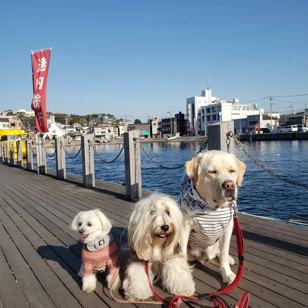 今日からホームステイにきてくれたマルチーズのシロ君💓