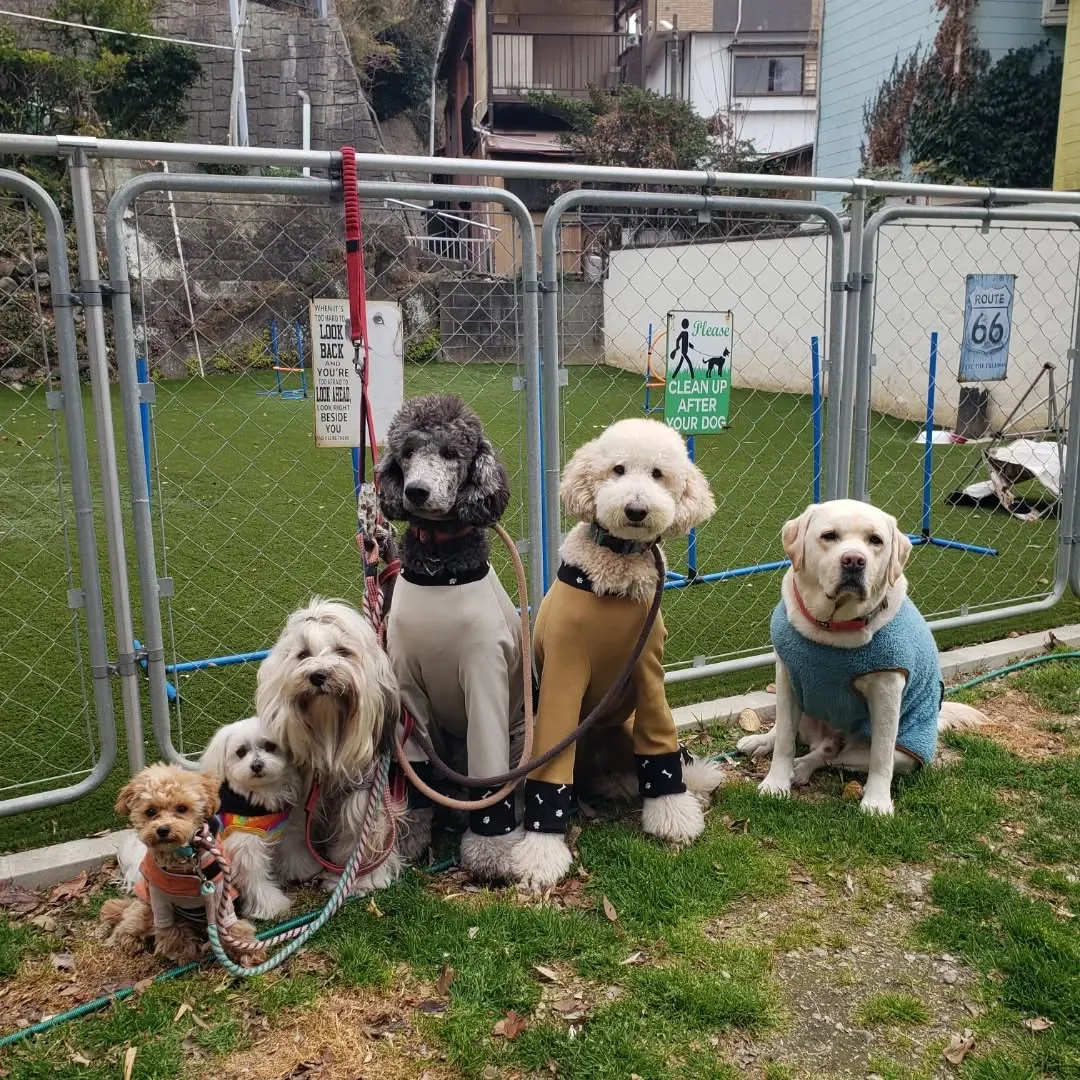 今日から幼稚園に来てくれたマルプーのダンチュちゃん♥️
