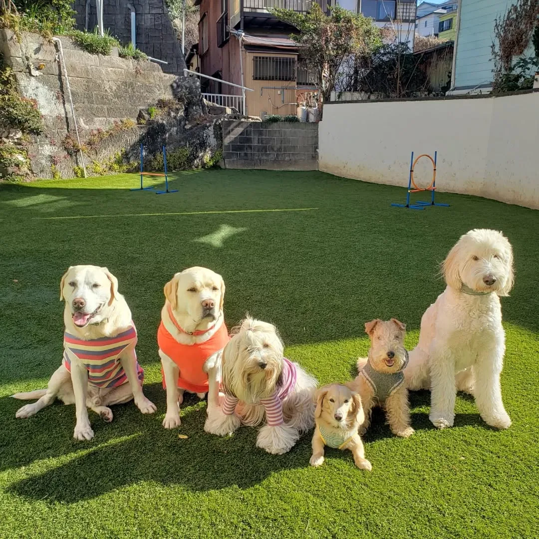 ランで遊ぶ前はお散歩にいきます。