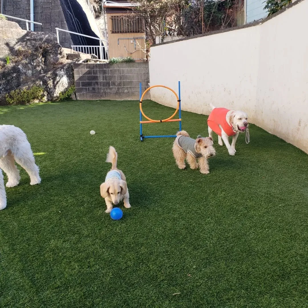 ランで遊ぶ前はお散歩にいきます。