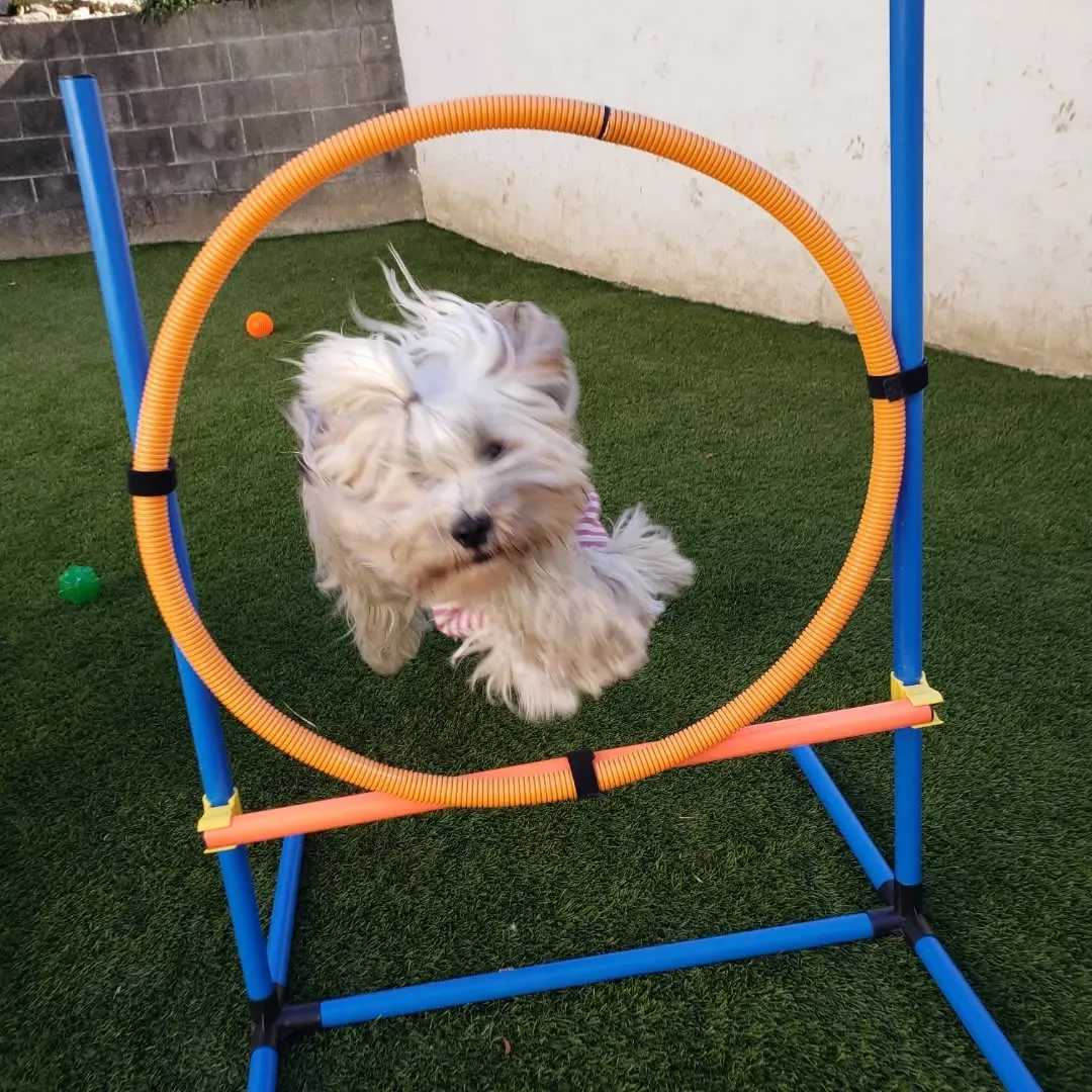 ランで遊ぶ前はお散歩にいきます。