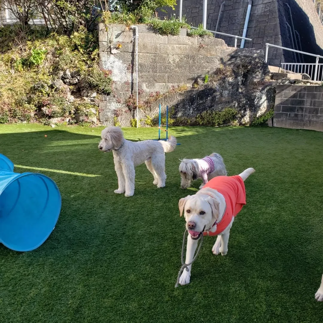 ランで遊ぶ前はお散歩にいきます。