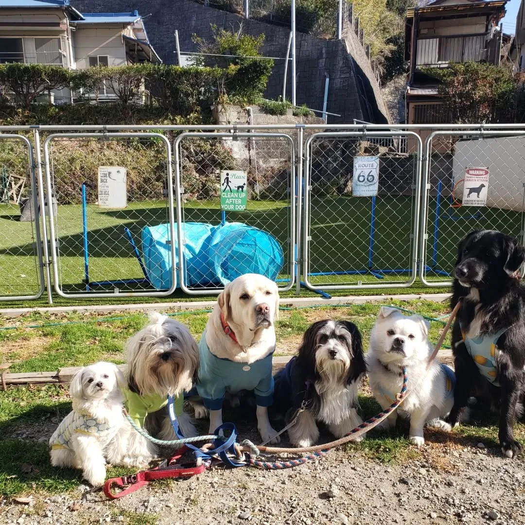 朝みんなでお散歩に行ってきました😄