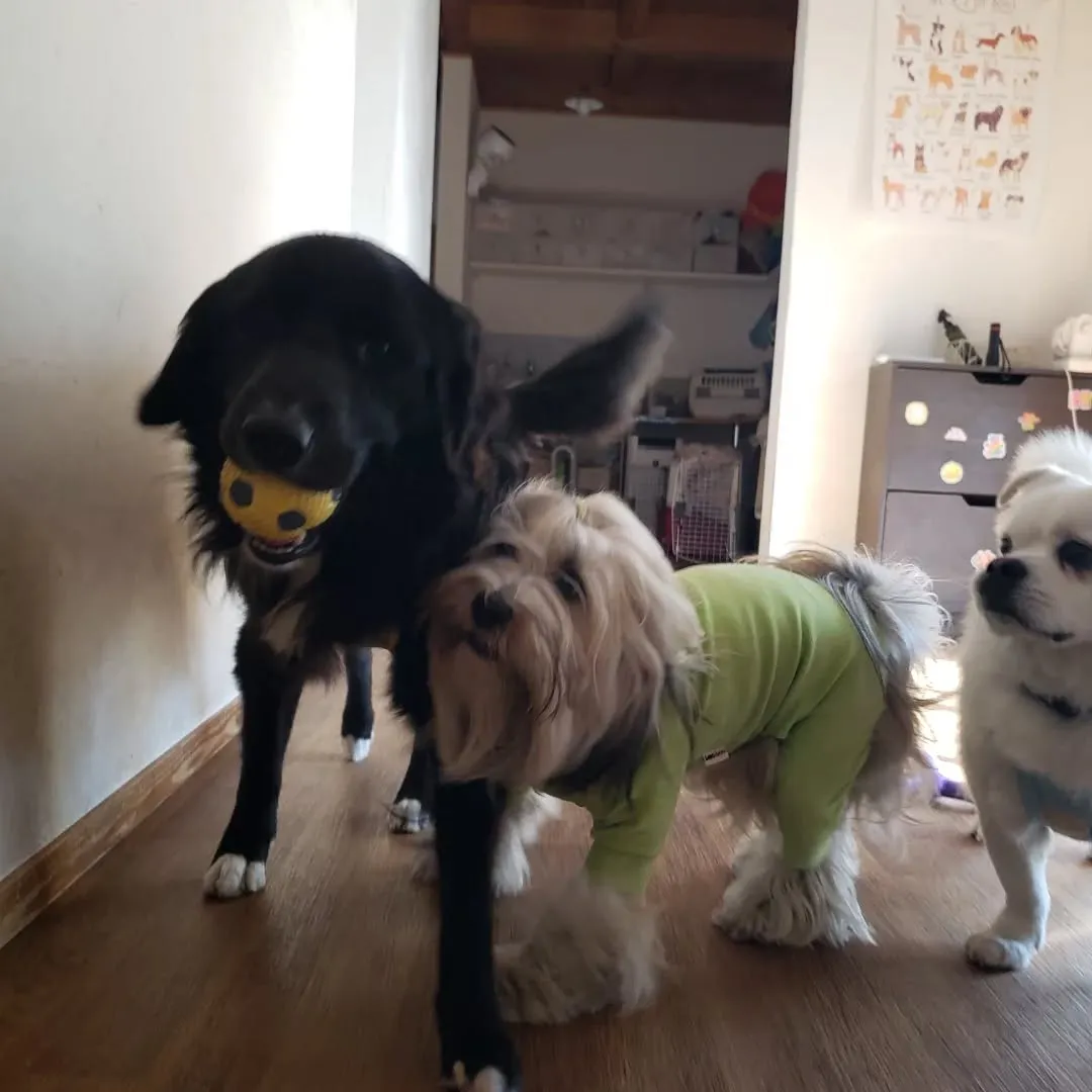 朝みんなでお散歩に行ってきました😄