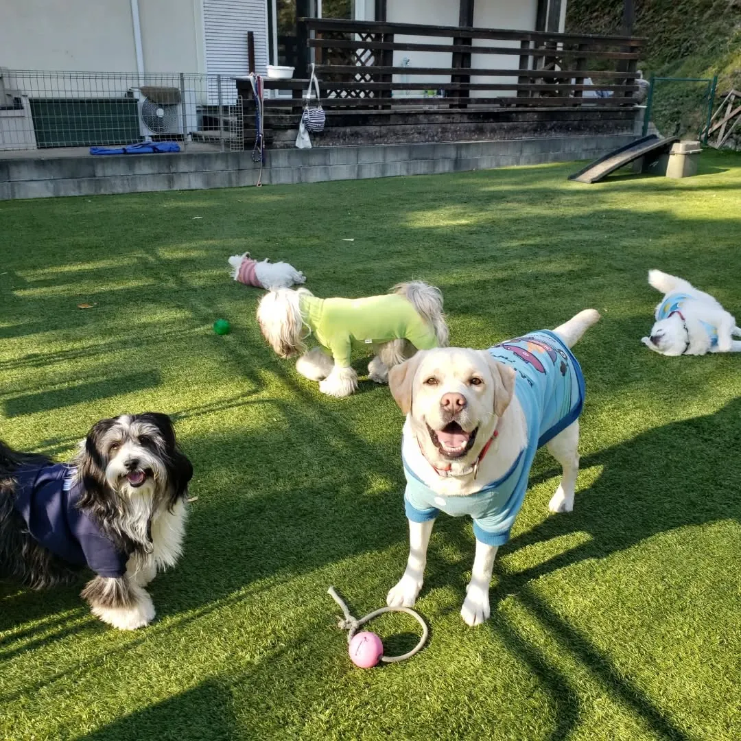 ランで楽しく遊ぶわんこさん♥️