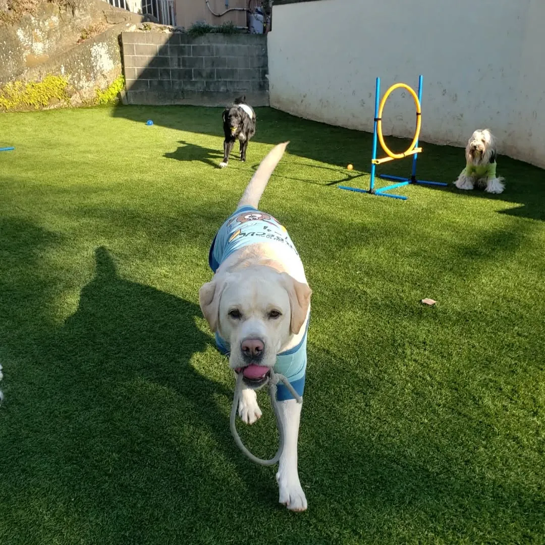 ランで楽しく遊ぶわんこさん♥️