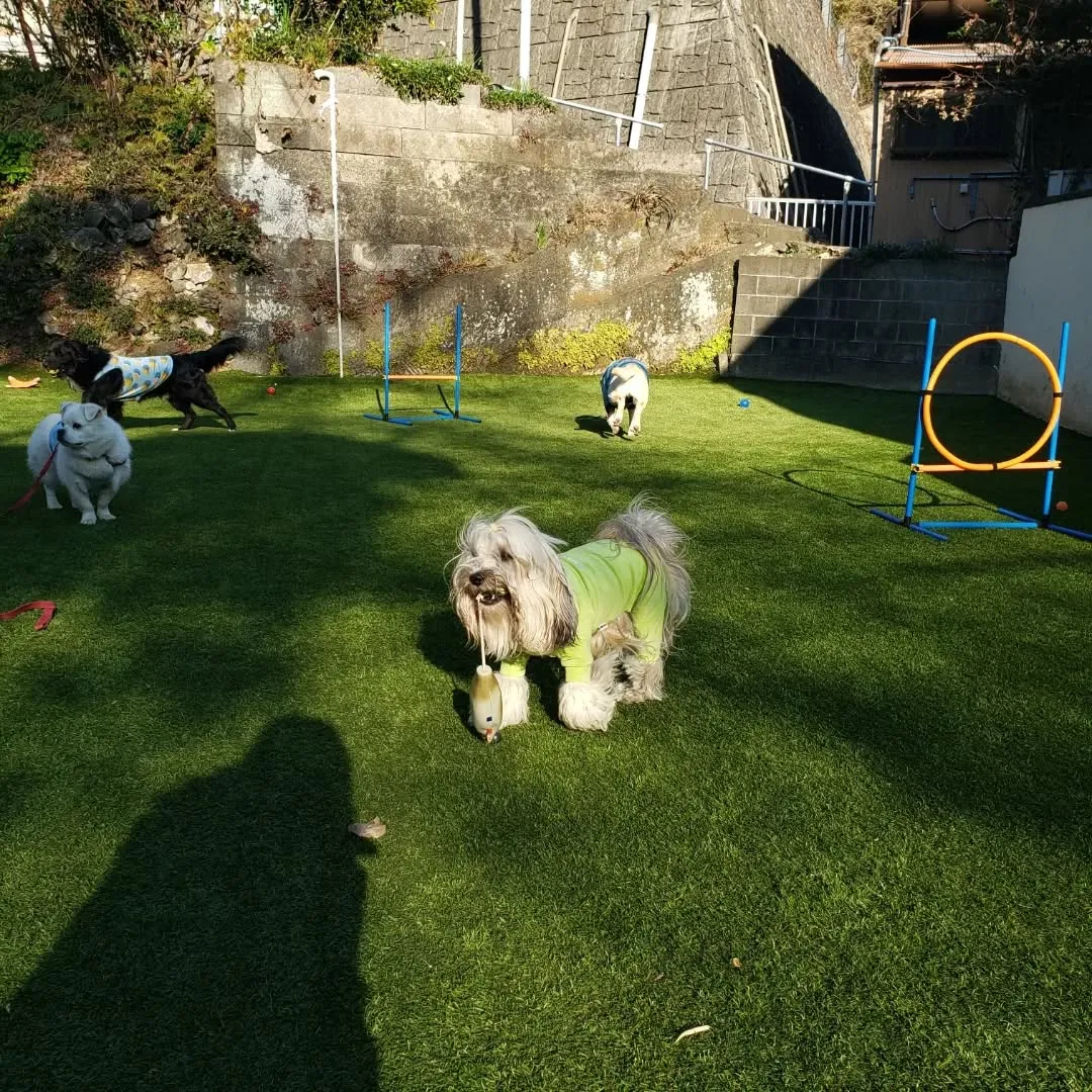 ランで楽しく遊ぶわんこさん♥️