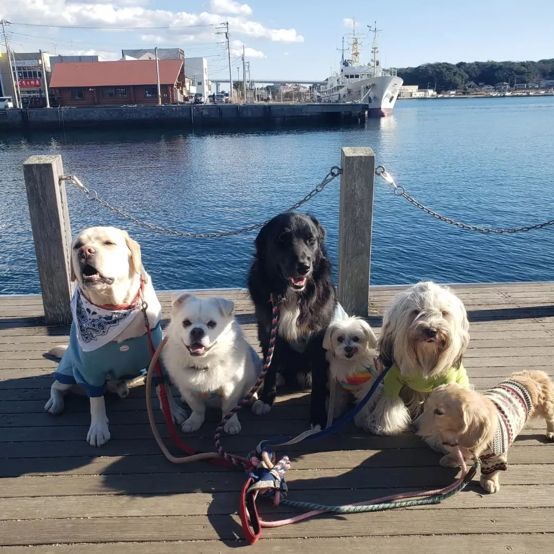 朝はみんなでお散歩へ🎵