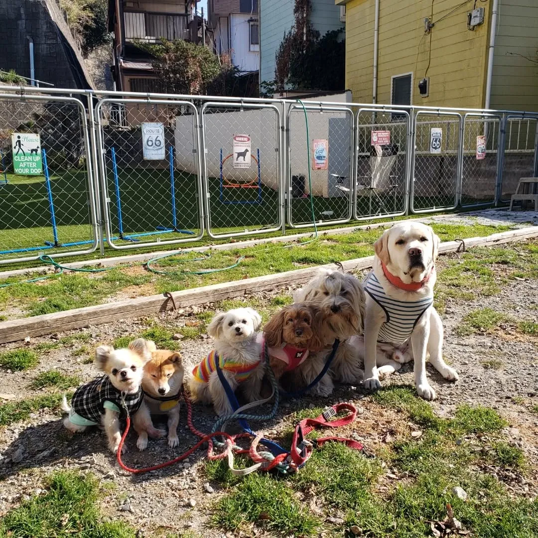 朝はみんなでお散歩へ🎵