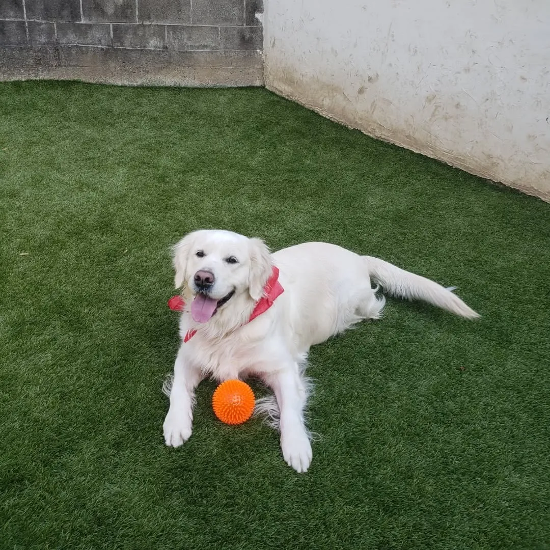 午後からゆきちゃんもくわわりました😊