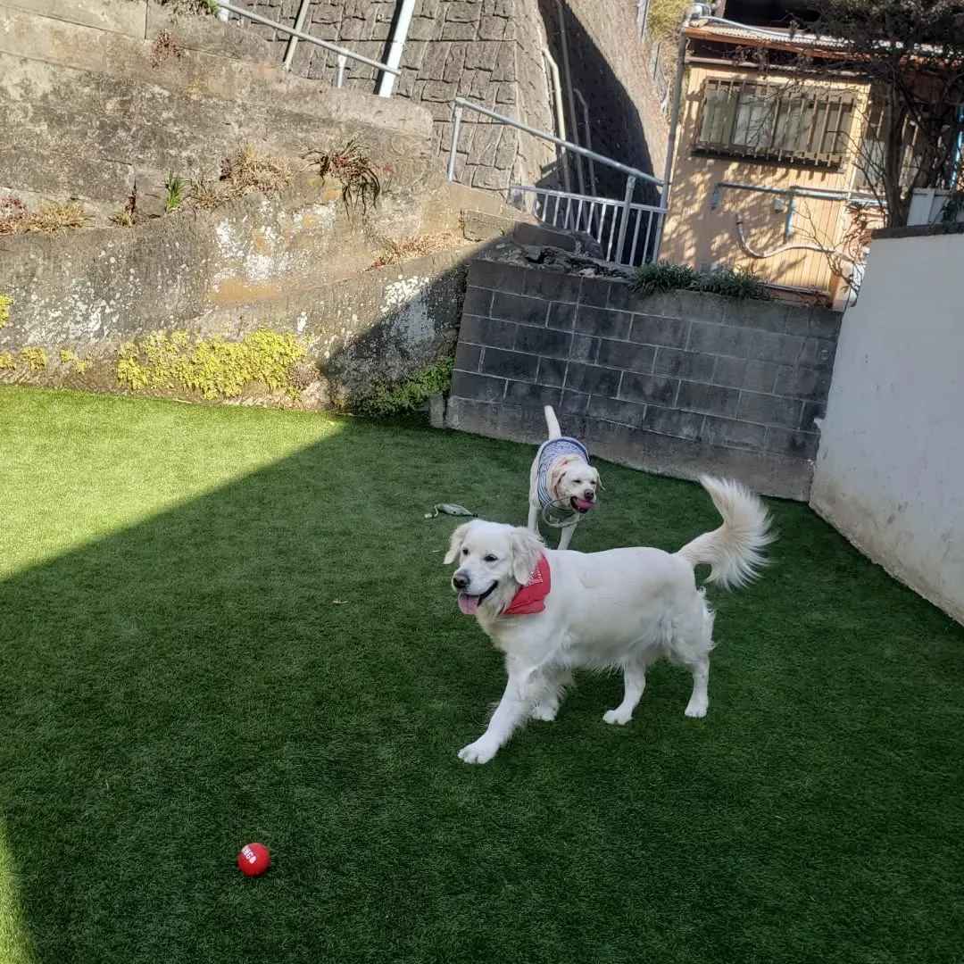 午後からゆきちゃんもくわわりました😊