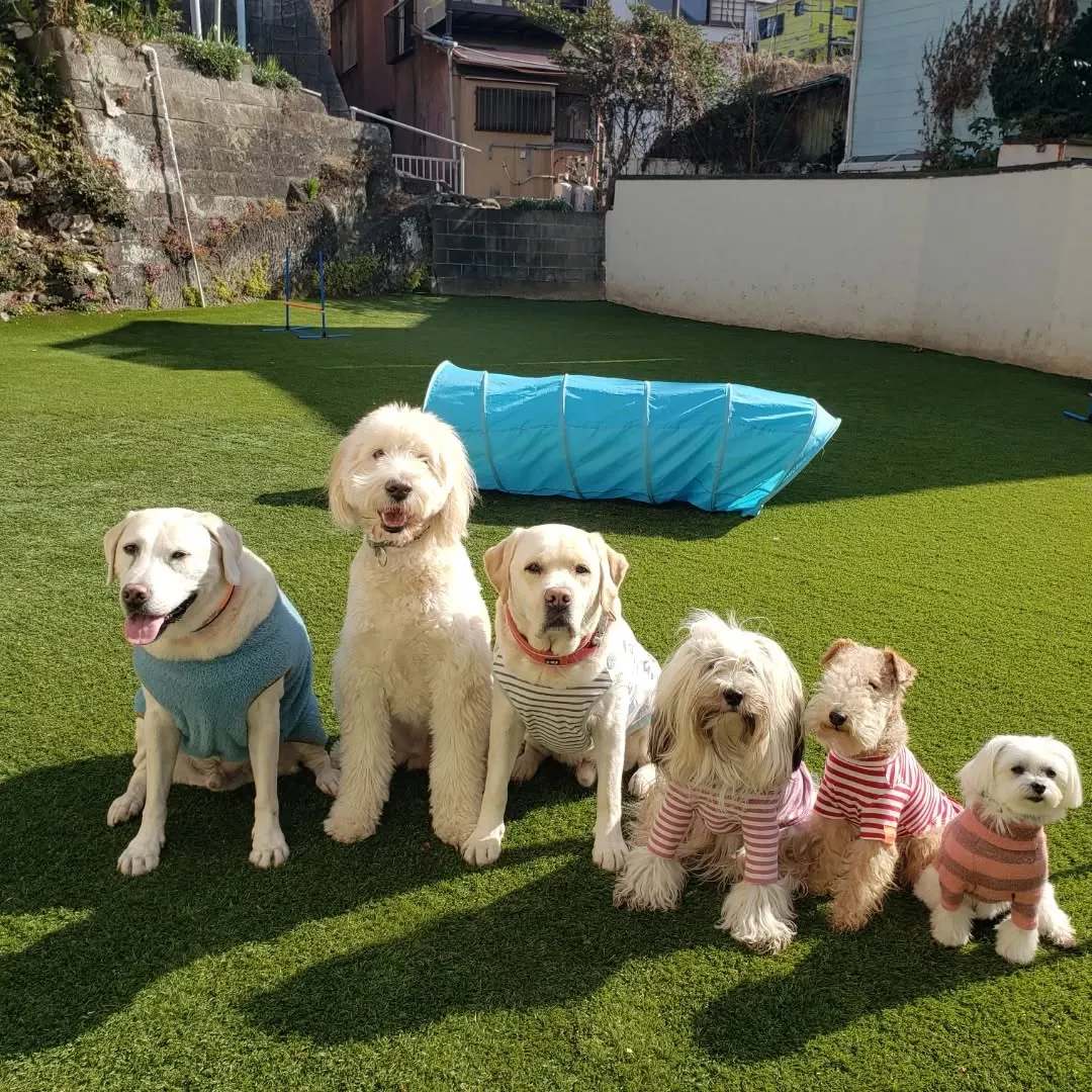 ランで楽しく遊ぶわんこさん♥️