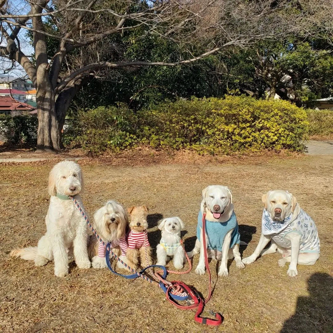 ランで楽しく遊ぶわんこさん♥️