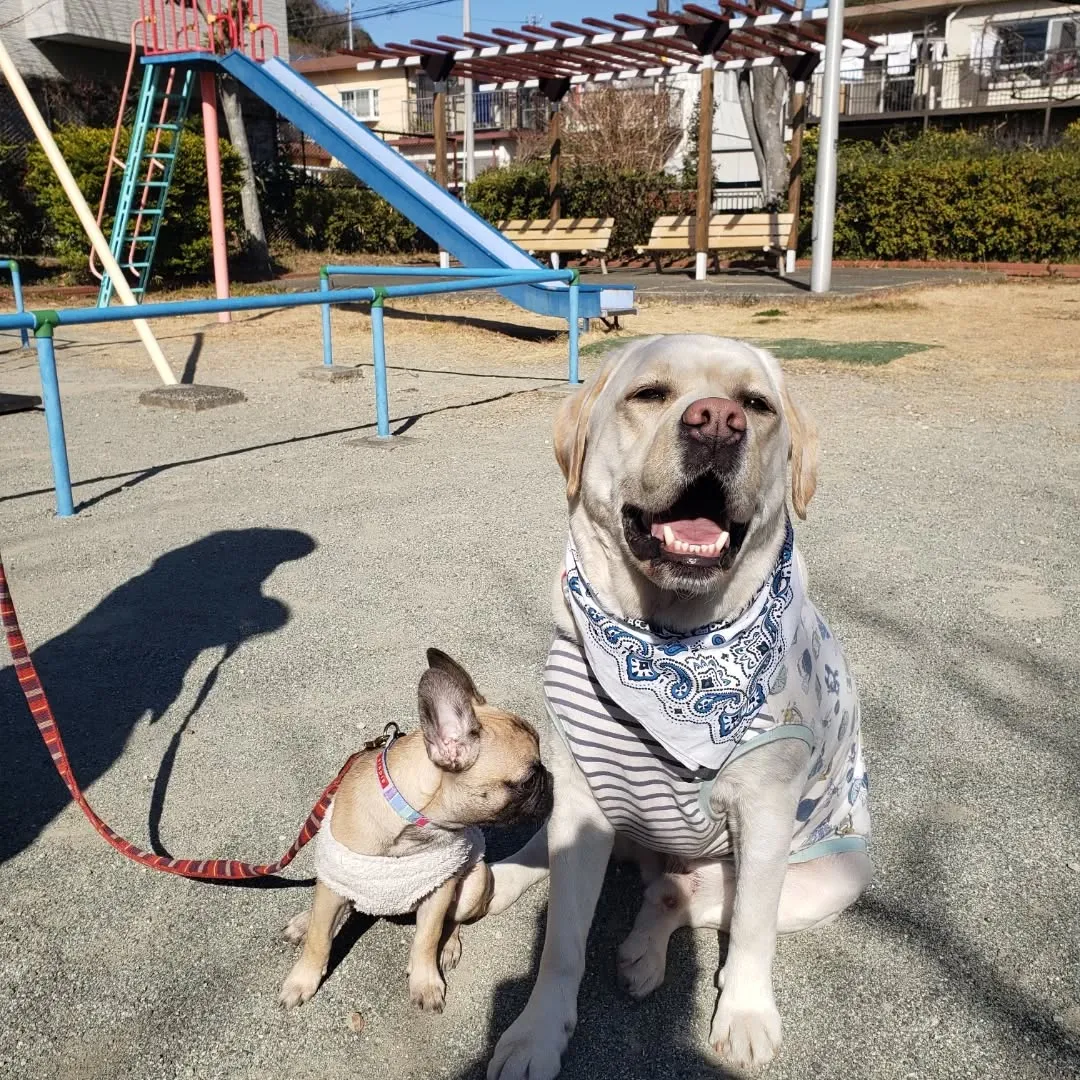 花ちゃんのお散歩トレーニングです😊