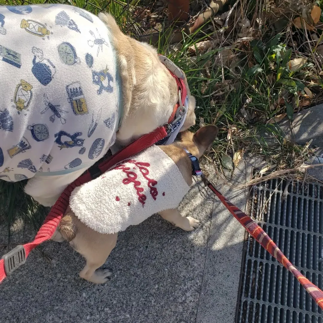 花ちゃんのお散歩トレーニングです😊