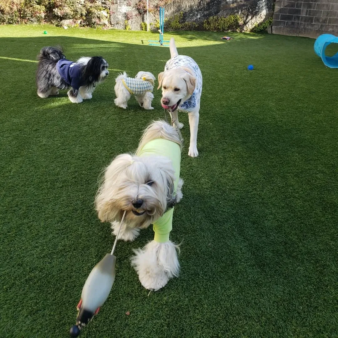 元気に遊ぶわんこさん♥️