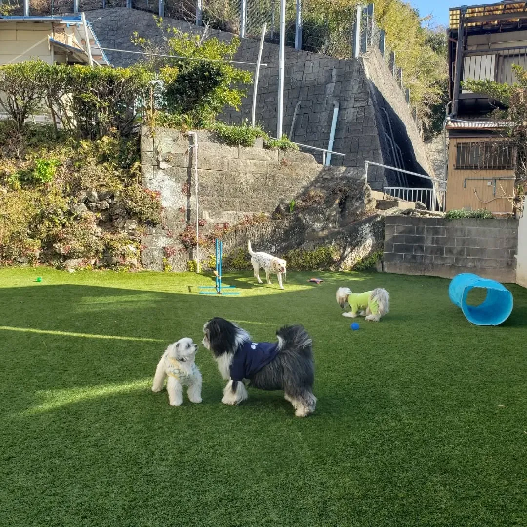 元気に遊ぶわんこさん♥️