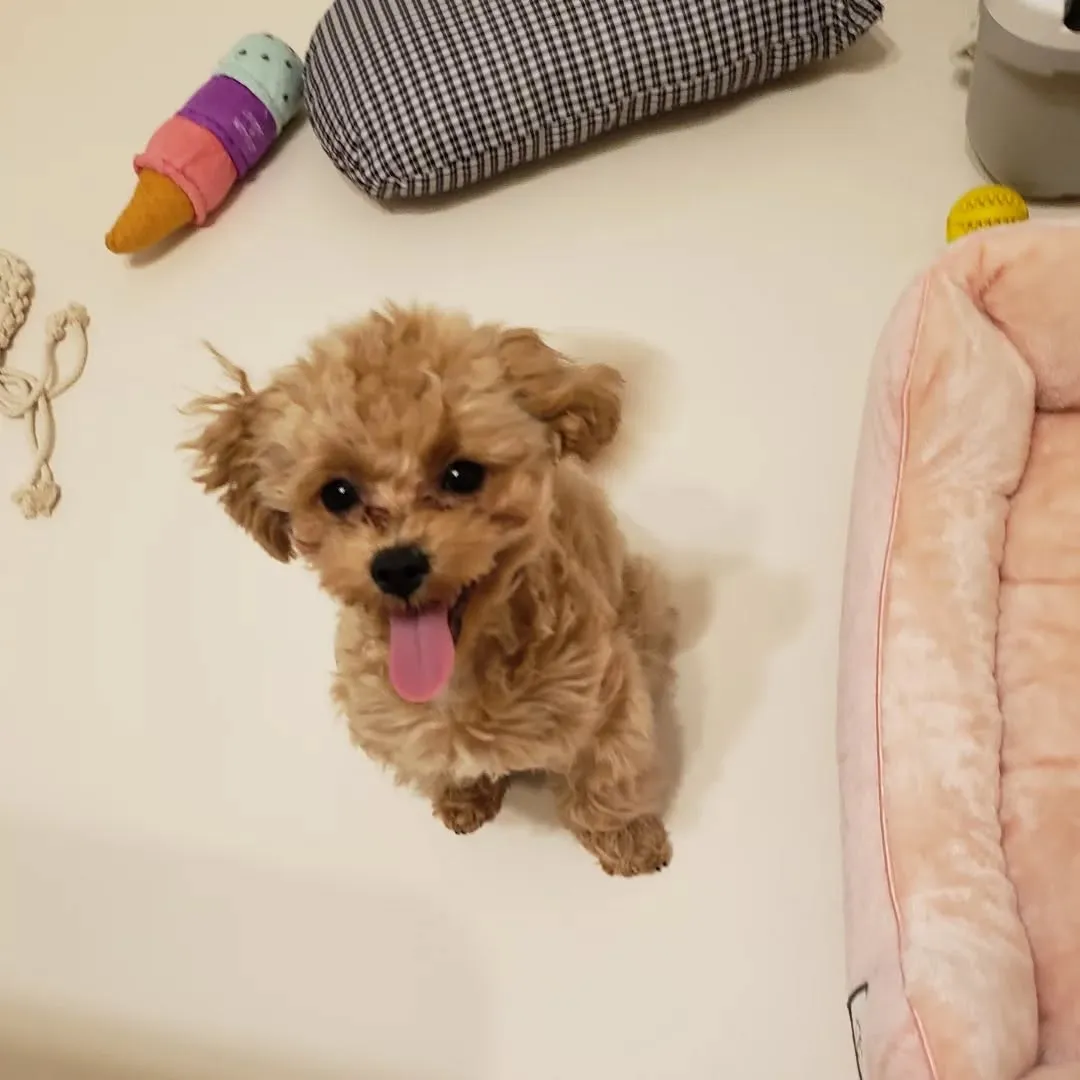 おうちトレーニングのダンチュちゃん♥️