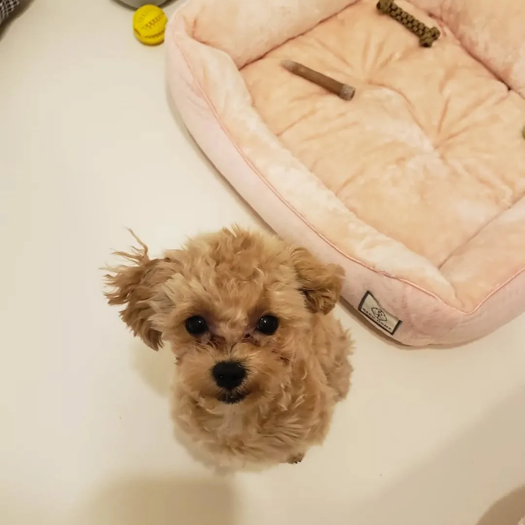 おうちトレーニングのダンチュちゃん♥️