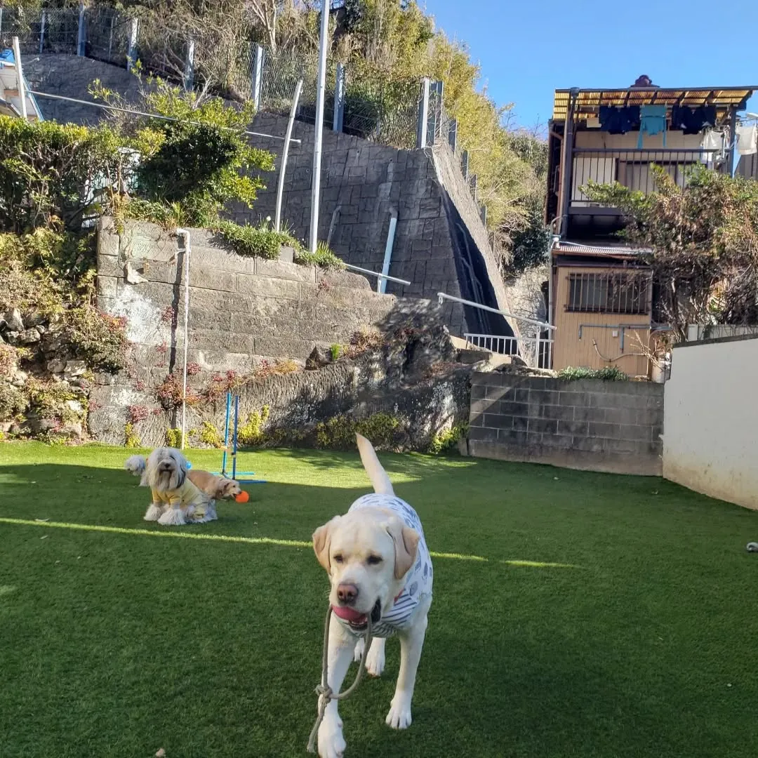 朝はみんなでお散歩へ🎵