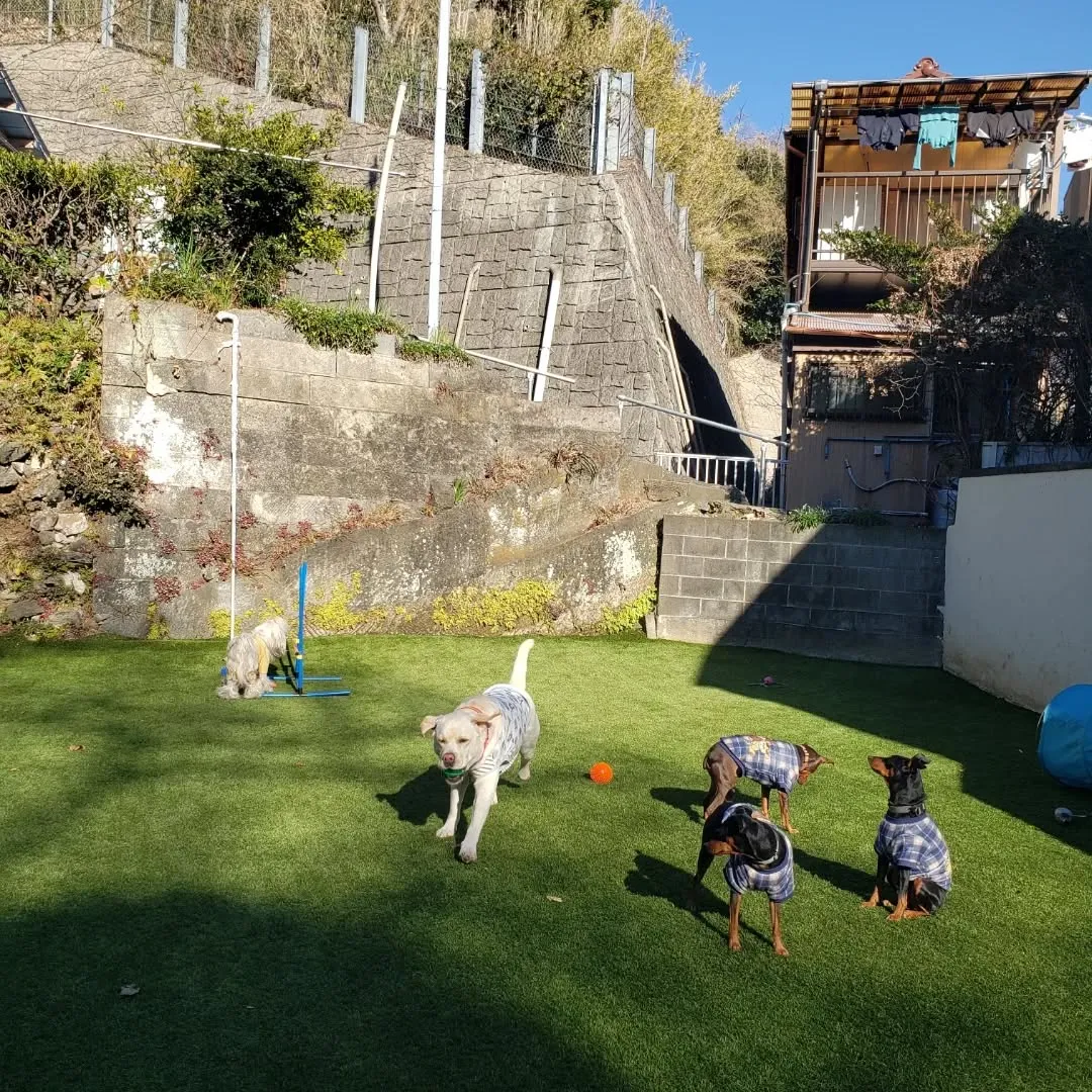 朝はみんなでお散歩へ🎵