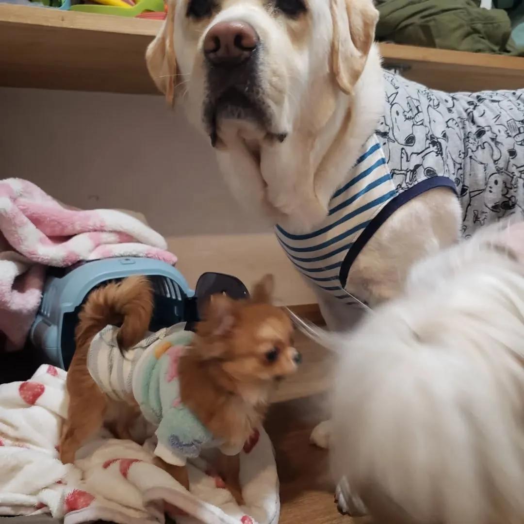 シロ君とララ君はお泊まり♥️