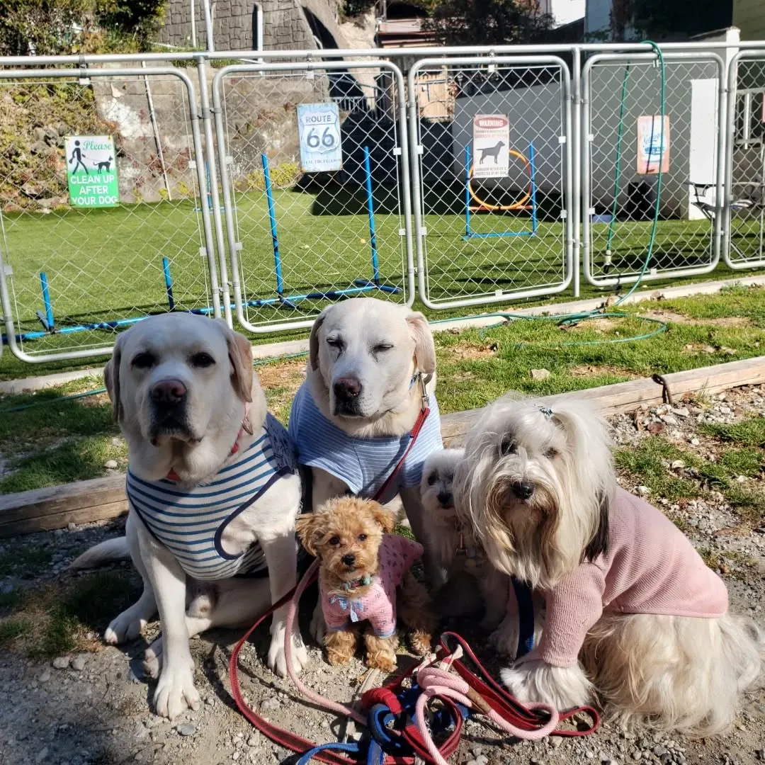 いつも通りお散歩行ってランで遊ぶわんこさん♥️