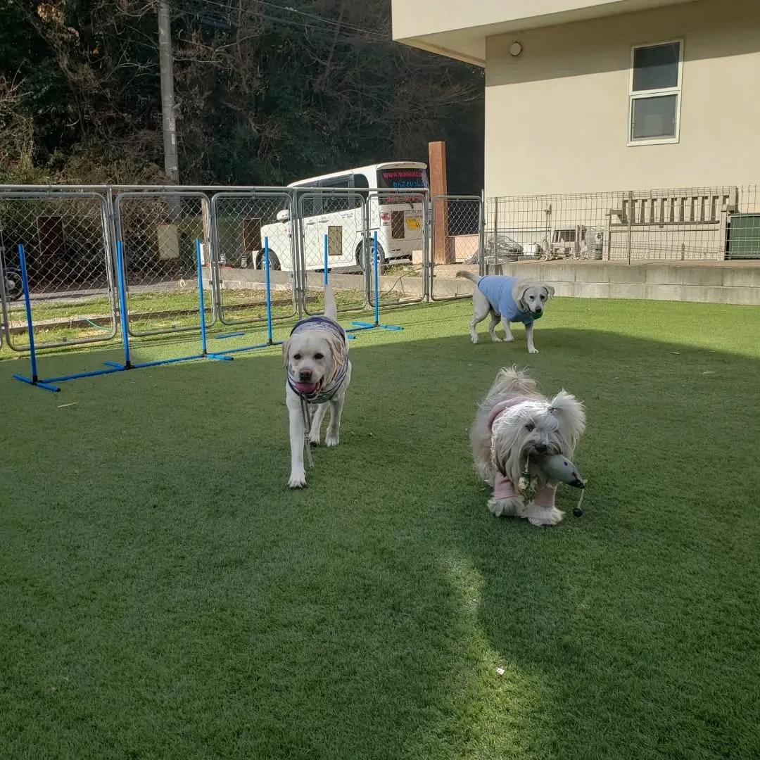 いつも通りお散歩行ってランで遊ぶわんこさん♥️