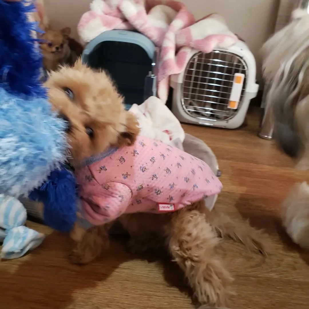 可愛いちびっこたち♥️