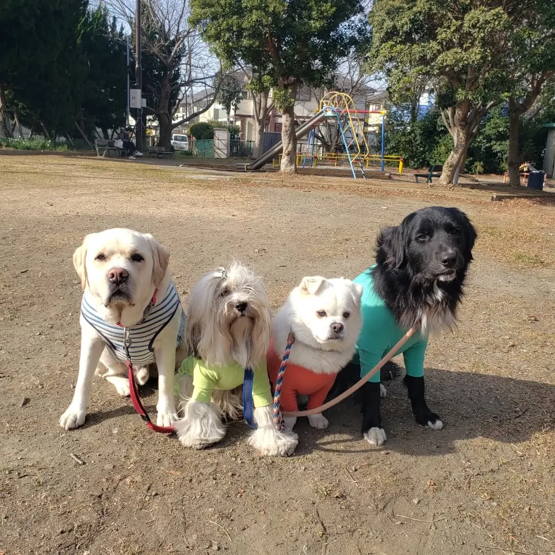 ホームステイにきてくれたベル君とグリ君♥️