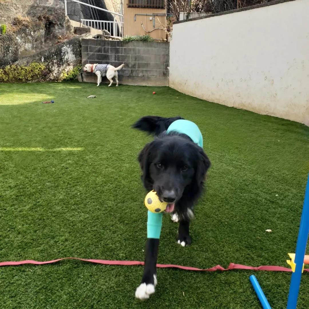 ホームステイにきてくれたベル君とグリ君♥️