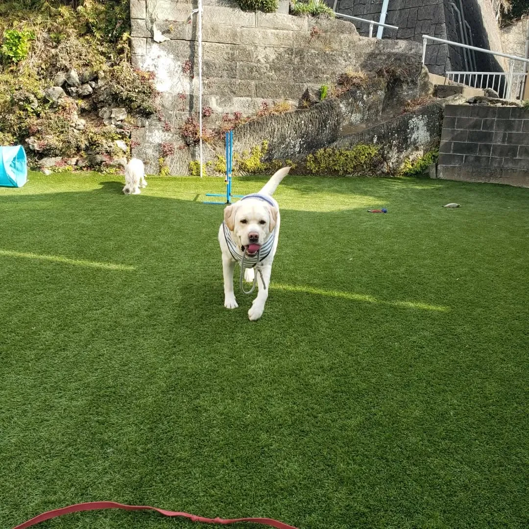 ホームステイにきてくれたベル君とグリ君♥️