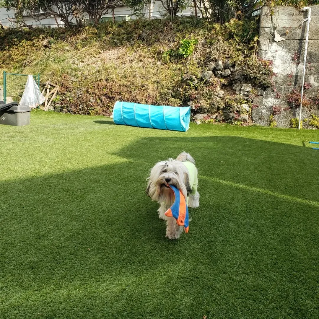 ホームステイにきてくれたベル君とグリ君♥️