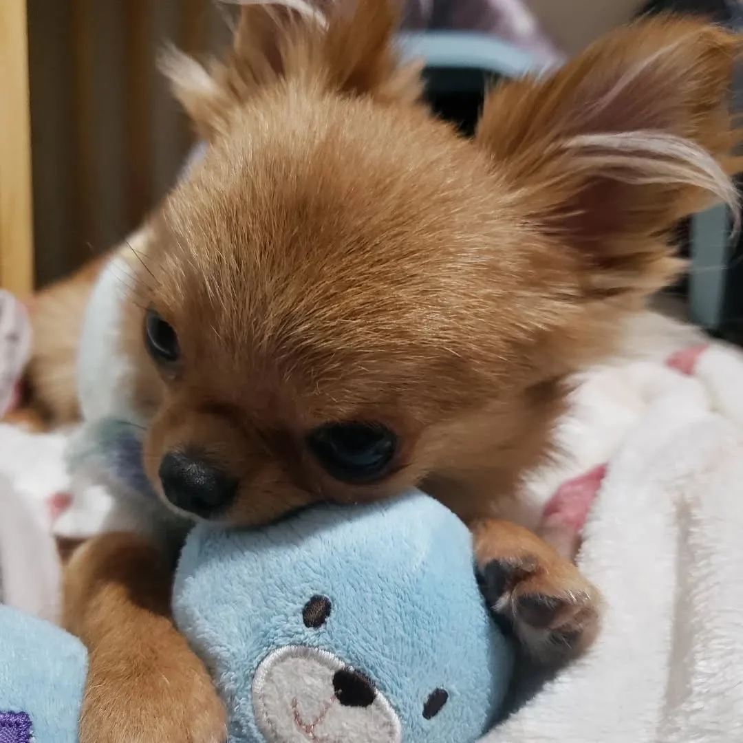 夕ごはんを食べておもちゃで遊ぶララ君♥️