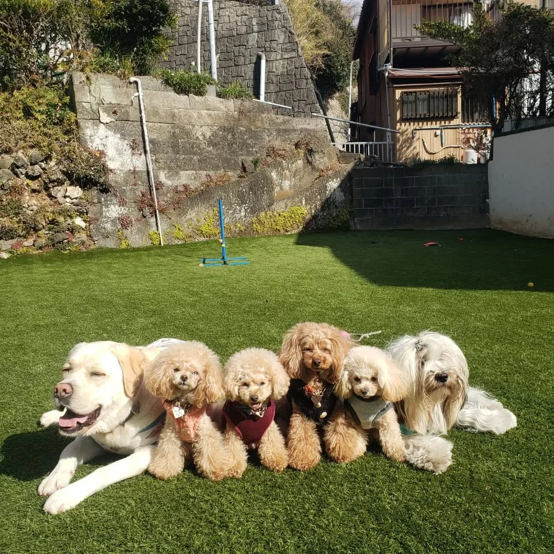 急遽ホームステイに来てくれたプードルファミリー💓💓💓