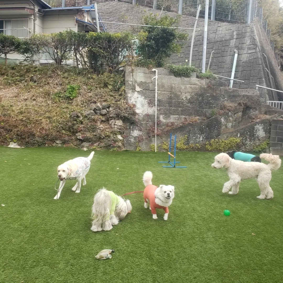 朝はみんなでお散歩へ🎵