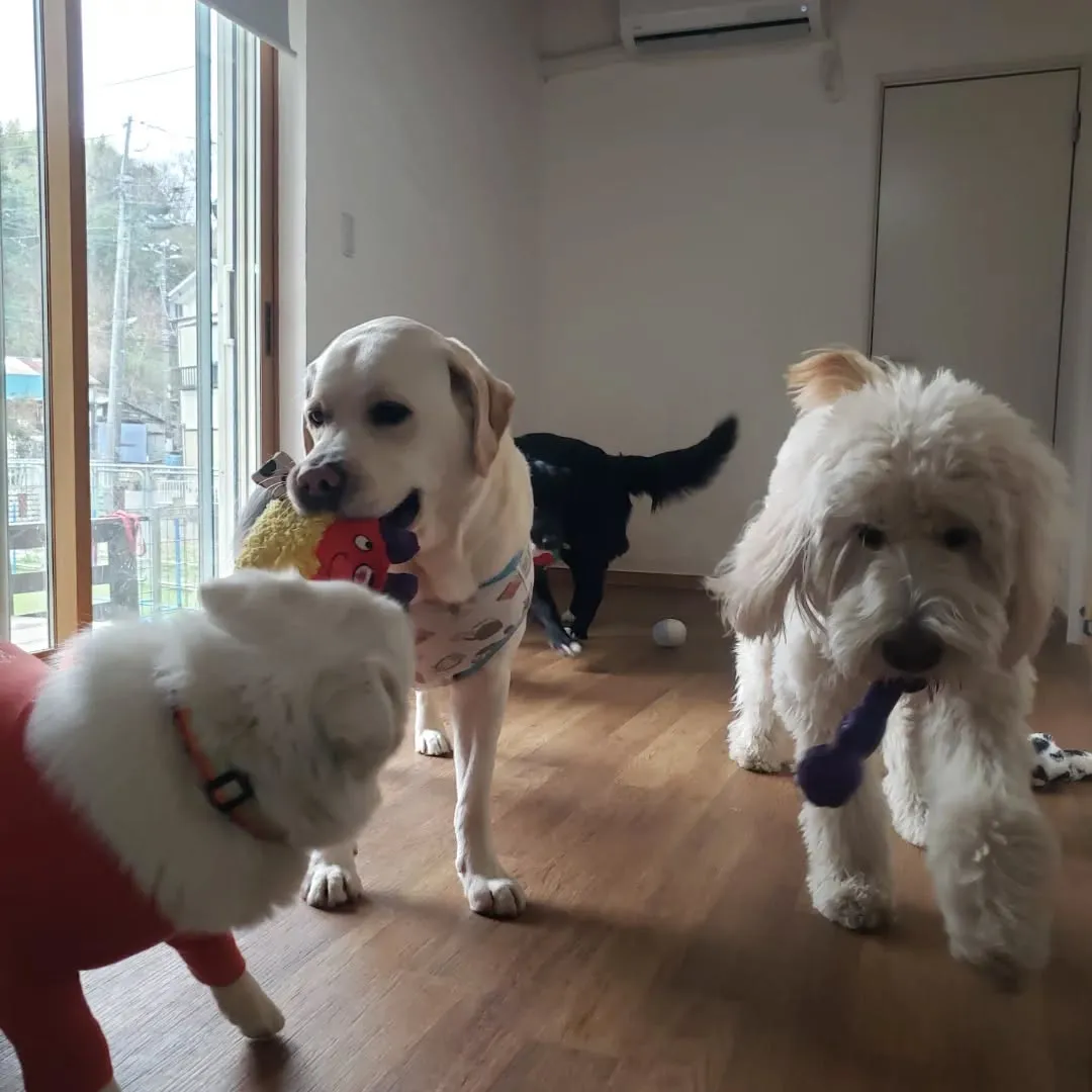 朝はランで遊びましたがお昼はお部屋でおもちゃ遊び🎵