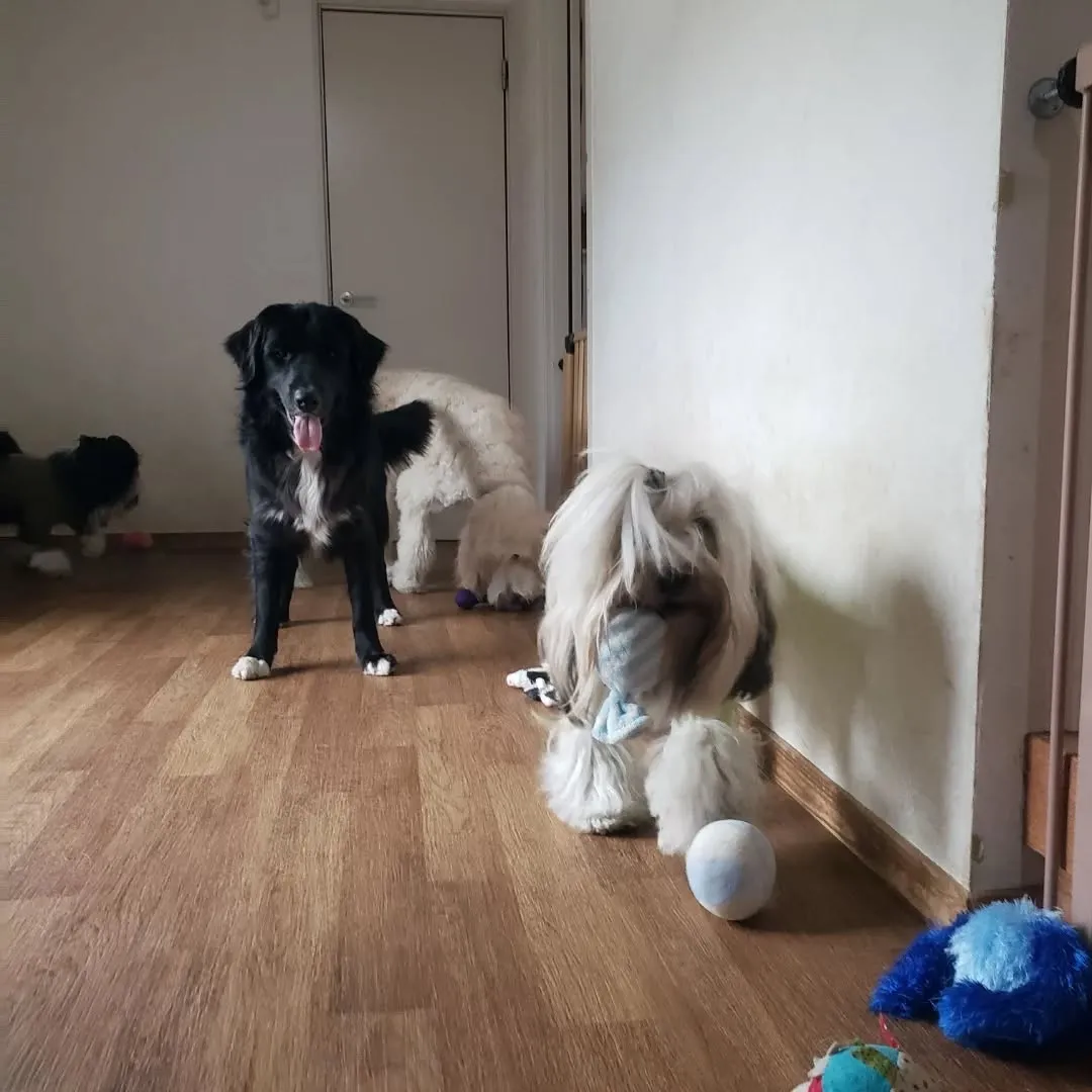 朝はランで遊びましたがお昼はお部屋でおもちゃ遊び🎵