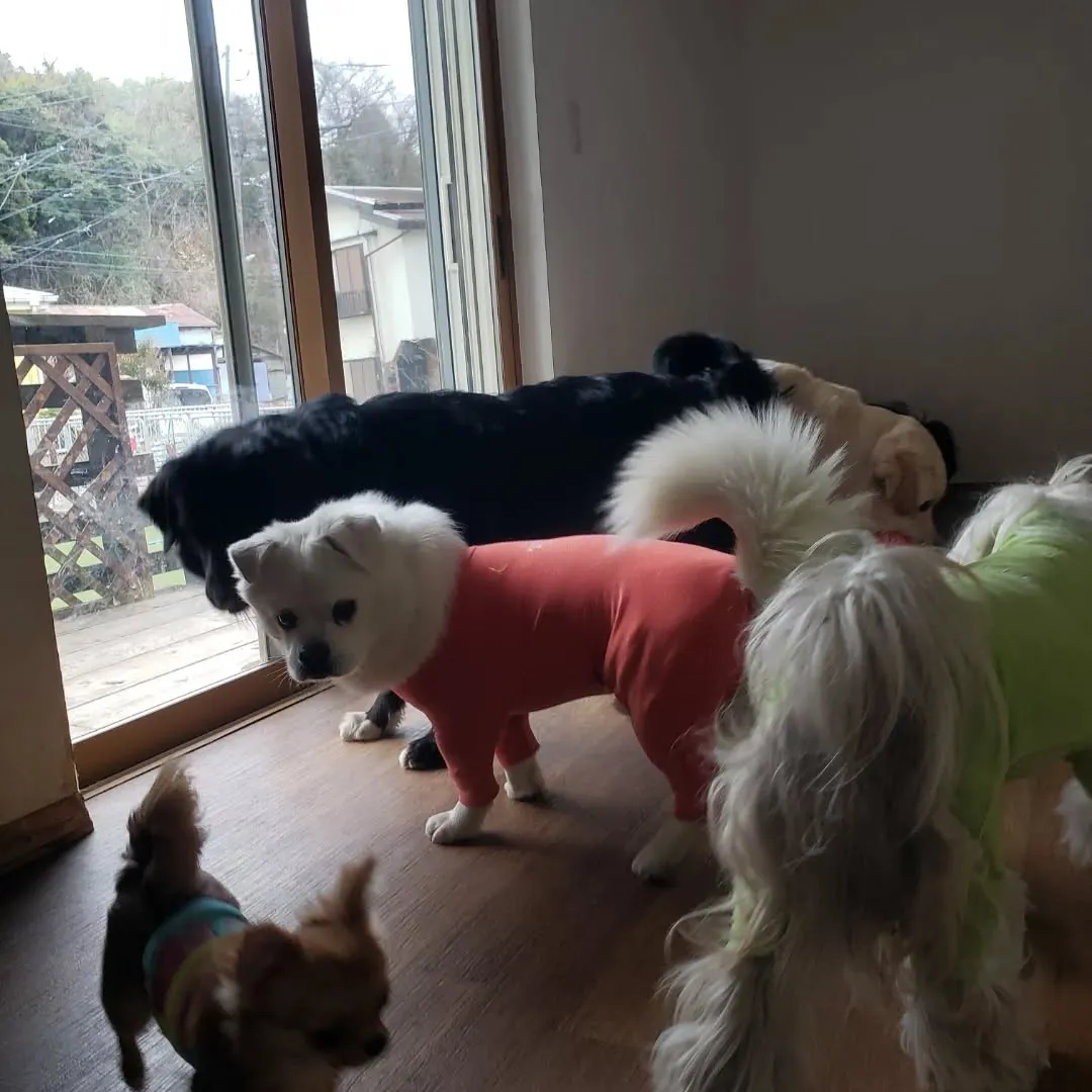 朝はランで遊びましたがお昼はお部屋でおもちゃ遊び🎵