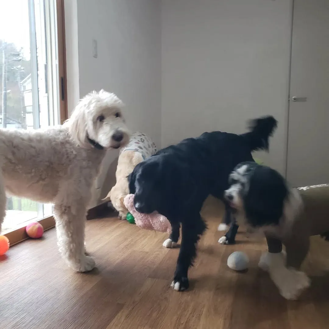 お部屋で遊ぶわんこさん💓
