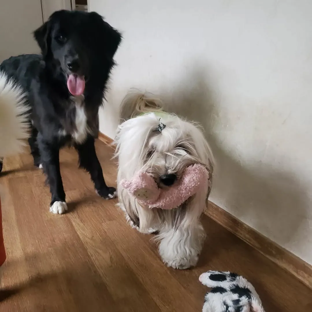 お部屋で遊ぶわんこさん💓