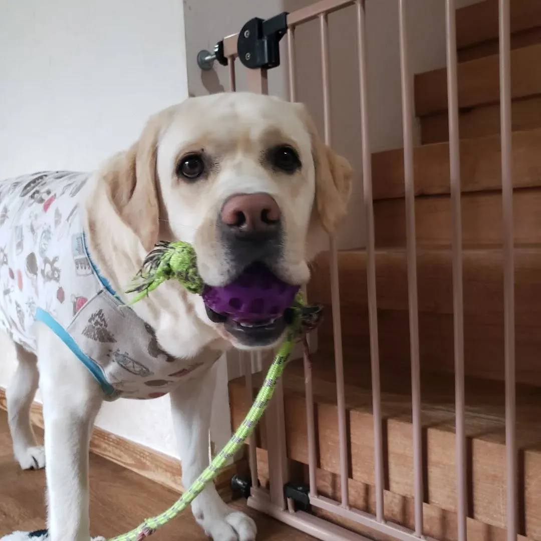 お部屋で遊ぶわんこさん💓